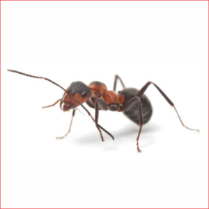 Ant Control Edmonton Ant Exterminator Pest Control