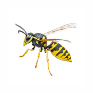 Edmonton Wasp Control Exterminator