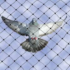 Pigeon Control Edmonton Bird COntrol