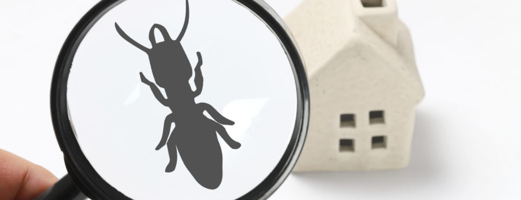 Edmonton Pest Control Company Exterminators Edmonton Wasps Bed Bugs Ants Mice Moles Cockroaches