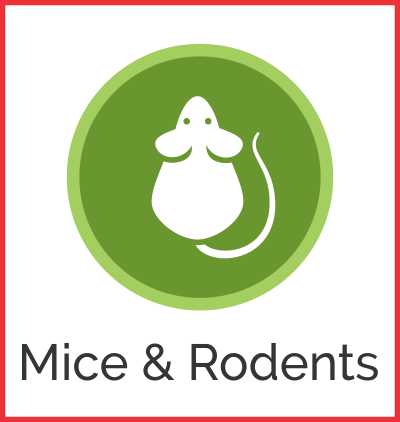 Edmonton Mice Control, Moles & More. Rodent Control Edmonton Exterminators