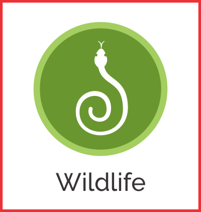 Edmonton Wildlife Control Services for Snakes, Skunks, Racoons, and More