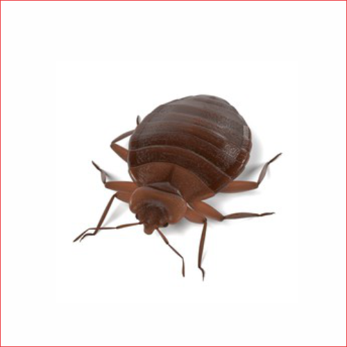 Bed Bugs - Northern Pest Control Edmonton Alberta