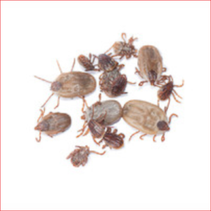 How to get rid of Fleas Edmonton Pest Control Exterminator