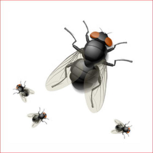 Fies Fly Exterminator Pest Control Flies Edmonton