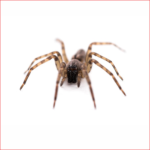 Spiders. Edmonton Pest Control. Spider Exterminator