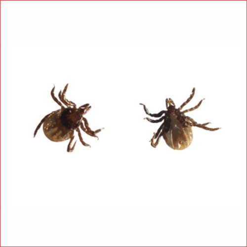Ticks Extermination Edmonton Pest Control